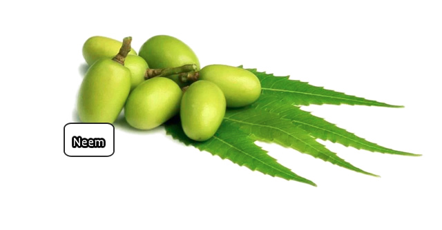 Benefits of neem